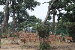 पशुपति क्षेत्रको मृगस्थलीमा शतबीज मार्ग बनाइने