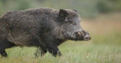 बँदेल सिकारमा गएनन् नेपाली