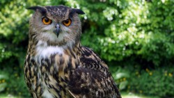 दुर्लभ पन्छी हुचिल लोप हुँदै