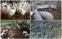 पशुपक्षी पाल्ने किसानले निब्र्याजी ऋण पाउने