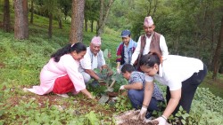 पर्यटकीयस्थल नरपानीमा वृक्षरोपण