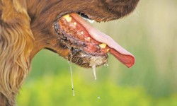 काभ्रेलाञ्चोकमा रेबिज नियन्त्रण गर्न खोप अभियान