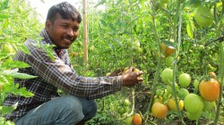  तुलसीपुरमा सामूहिक खेती फस्टाउँदै