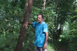 बहुमूल्य वनस्पति: रक्तचन्दन र श्रीखण्डको व्यावसायिक खेती