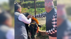 राष्ट्रपति पौडेलद्वारा गाई पूजा