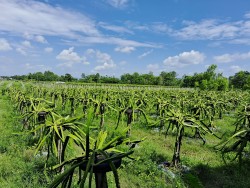 ड्रागन फ्रुटखेती