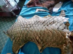 सालकको खपटासहित एकजना पक्राउ