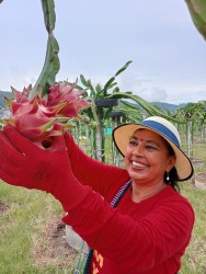 ड्रागन फलको दाम पाएनन् किसानले