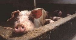 बङ्गुर फार्ममा 'अफ्रिकन स्वाइन फिभर' को सङ्क्रमण