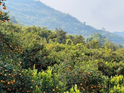 कोदो, मकै फल्ने बारीभरि लटरम्म सुन्तला, यस वर्ष १५ लाखको बिक्री