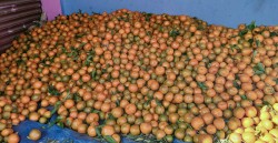 गुल्मीमा २३ करोडको सुन्तला उत्पादन