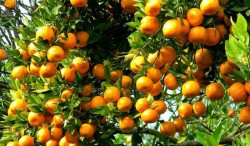 बढ्यो सुन्तलाको उत्पादन, किसानलाई बजारकै चिन्ता