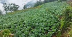 तरकारी खेतीबाट मनग्य आम्दानी गर्दै डडुवाका किसान