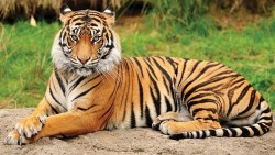 बाघको आक्रमणमा परी बर्दियामा महिलाको मृत्यु