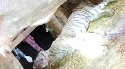 मकवानपुरमा भैँसीले मार्यो बाघ