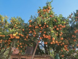 सुन्तला खेतीबाट जीवनस्तर फेरियो