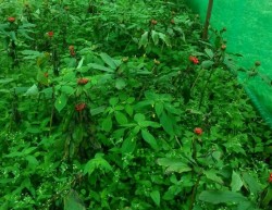 भोजपुरका किसानको रोजाइँमा सतुवा खेती