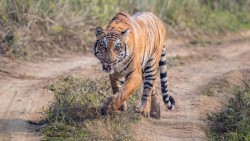 बाघ हेर्न निकुञ्जमा पर्यटक बढे