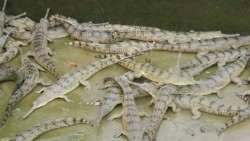 प्रजनन केन्द्रमा जन्मिए तीन सय घडियाल गोही