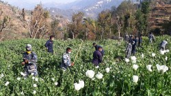 रुकुम पश्चिमा ७५ रोपनीमा लगाइएको अफिमखेती नष्ट