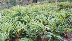 अलैँचीखेतीप्रति कृषकको आकर्षण घट्दो