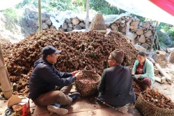 अलैँचीको भाउ प्रतिमन १ लाख रुपैयाँ पुग्यो