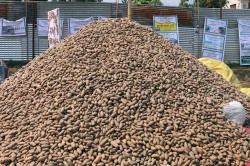 आलु गाउँ हेमजामा 'राष्ट्रिय आलु महोत्सव' सुरु