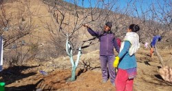 स्याउ बगैँचा व्यवस्थापनको चटारो