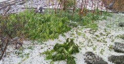 असिनाले बाली नष्ट : किसान चिन्तित