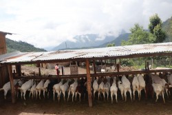 विदेशको सीप स्वदेशमा लगाउँदा...