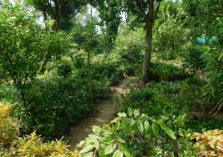 सामुदायिक वनमा जडीबुटी खेती