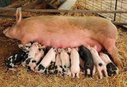 बङ्गुरका पाठापाठी बिक्री भएन