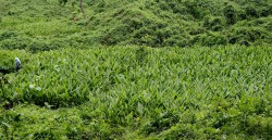 सामुदायिक वनमा बेसारको व्यावसायिक खेती