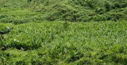 सामुदायिक वनमा बेसारको व्यावसायिक खेती