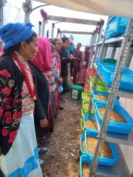 जुम्लामा हाइड्रोपोनिक चारा उत्पादन परीक्षण प्रविधि सुरु