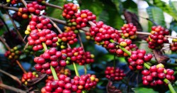 खानीखोलाका कफी–कृषकलाई  पालिकाद्वरा अनुदान