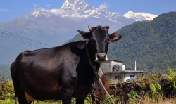 गाईगोरु पाल्नेलाई अनुदान