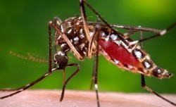 सुदूरपश्चिममा डेङ्गुको सङ्क्रमण बढ्दै