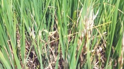 गवारो नियन्त्रण गर्न प्राविधिक परिचालन