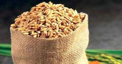 पोखरा महानगरपालिकाले  दियो कृषकलाई चैते धानको बीउ अनुदानमा