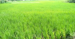 म्याग्दीमा धानबालीमा गभारोको प्रकोप