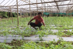 स्वदेशमै कृषिमा भविष्य देखेका धनकुमार