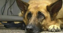 कुकुरमा ‘पार्वो भाइरस’ सङ्क्रमण देखियो