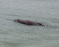आहा डल्फिन उफ्रँदै गरेको हेर्न क्या मज्जा !