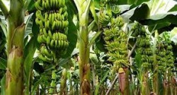 रसायनको प्रयोगले केरा उत्पादनमा समस्या