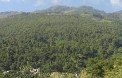  कञ्चनपुरको सामुदायिक वनमा तीन वर्षपछि वनपैदावार सङ्कलन