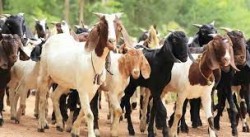 कर्णालीमा खसी बोकाबाट तीन अर्ब २४ करोड बराबरको आम्दानी