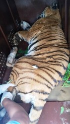 बस्तीबाट नियन्त्रणमा लिइएको बाघलाई निकुञ्जमा छाडिने