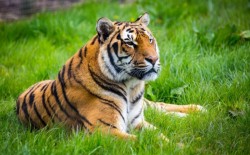 बाँकेमा बाघको आक्रमणबाट वृद्धको मृत्यु