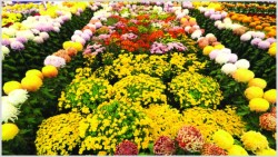 गोदावरी पुष्पमेला: तीन दिनमा ९० लाखको कारोबार